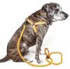 Reflective Stitched Easy Tension Adjustable 2-in-1 Dog Leash and Harness